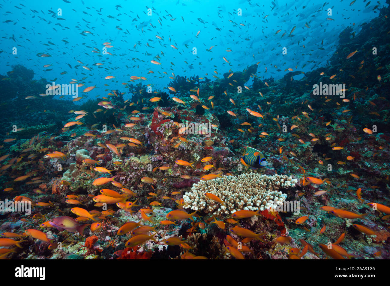 Lyretail Anthias, Pseudanthias squamipinnis, South Male Atoll, Indian Ocean, Maldives Stock Photo