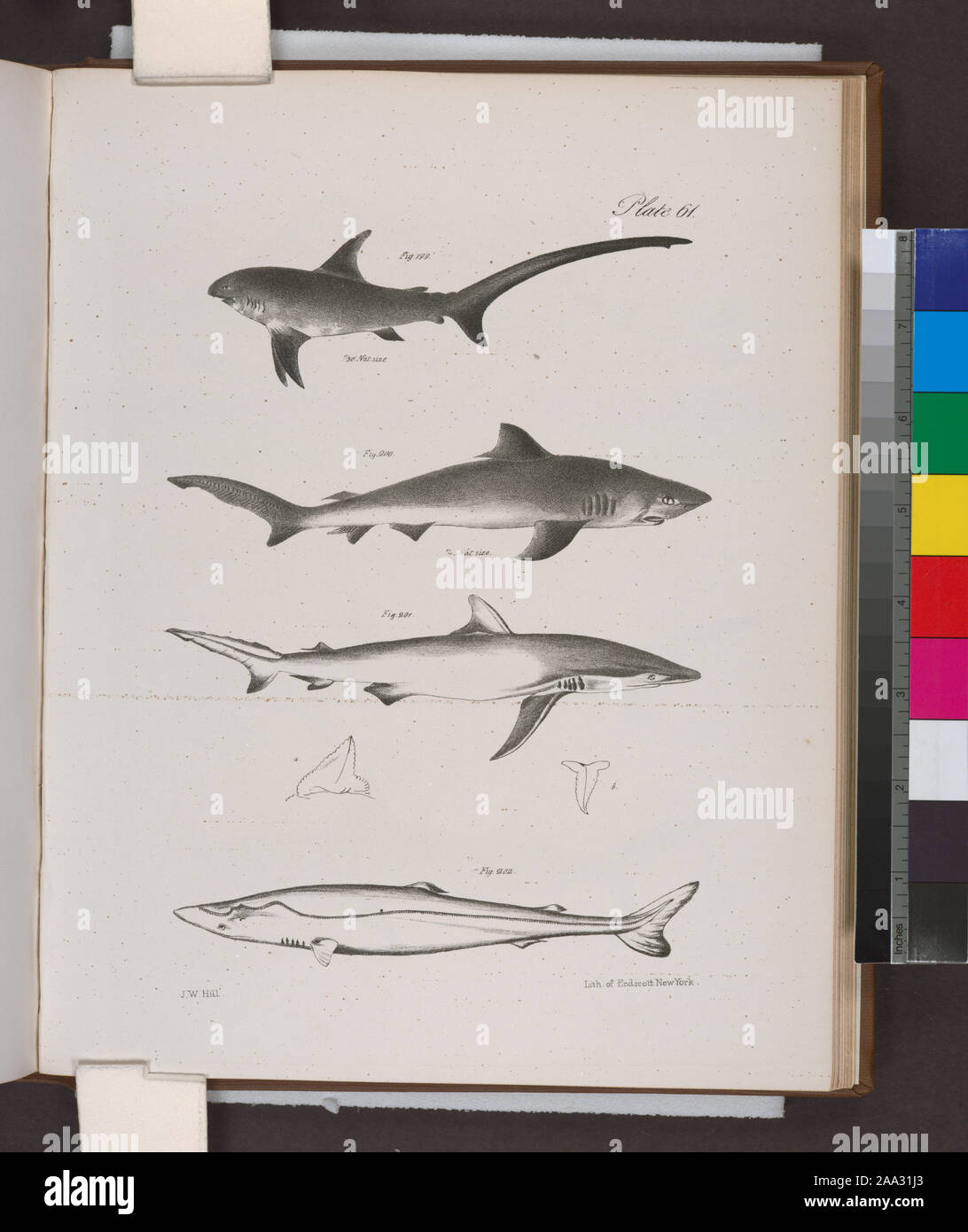 199. The Thresher Shark (Carcharias vulpes).  200.  The Small Blue Shark (C. ceruleus).  201. The Dusky Shark (C. obscurus). 202. The Nurse (Scymnus brevipinna).; 199. The Thresher Shark (Carcharias vulpes).  200.  The Small Blue Shark (C. ceruleus).  201. The Dusky Shark (C. obscurus). 202. The Nurse (Scymnus brevipinna). Stock Photo