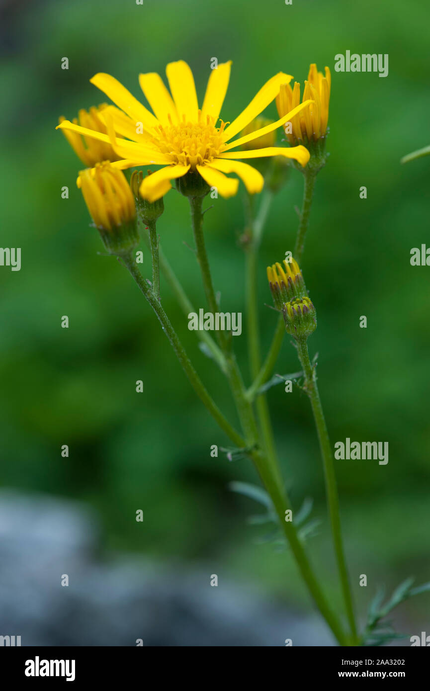 Senecio abrotanifolius,Eberrauten-Greiskraut,Senecio abrotanifolius Stock Photo