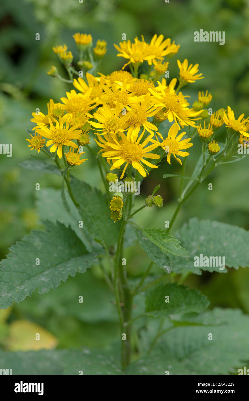 Senecio alpinus,Alpen-Greiskraut,Alpine Ragwort Stock Photo - Alamy