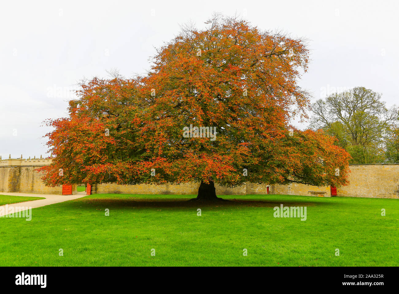 Old majestic tree hi-res stock photography and images - Alamy