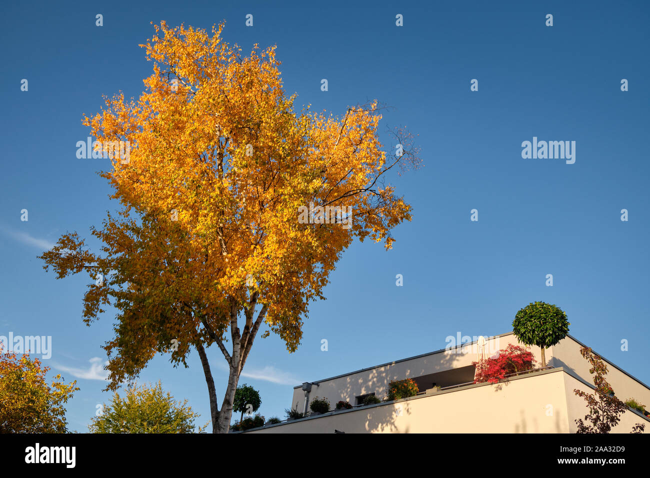 Beautiful birch tree with yellow fall foliage against the blue sky and ...