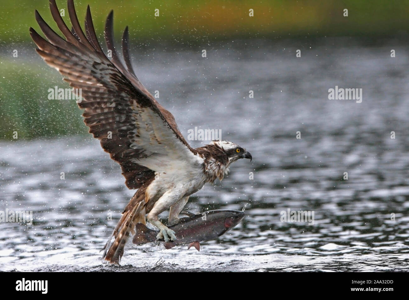 OSPREY (Pandion haliaetus) carrying a fish, Cairngorms National Park, UK. Stock Photo