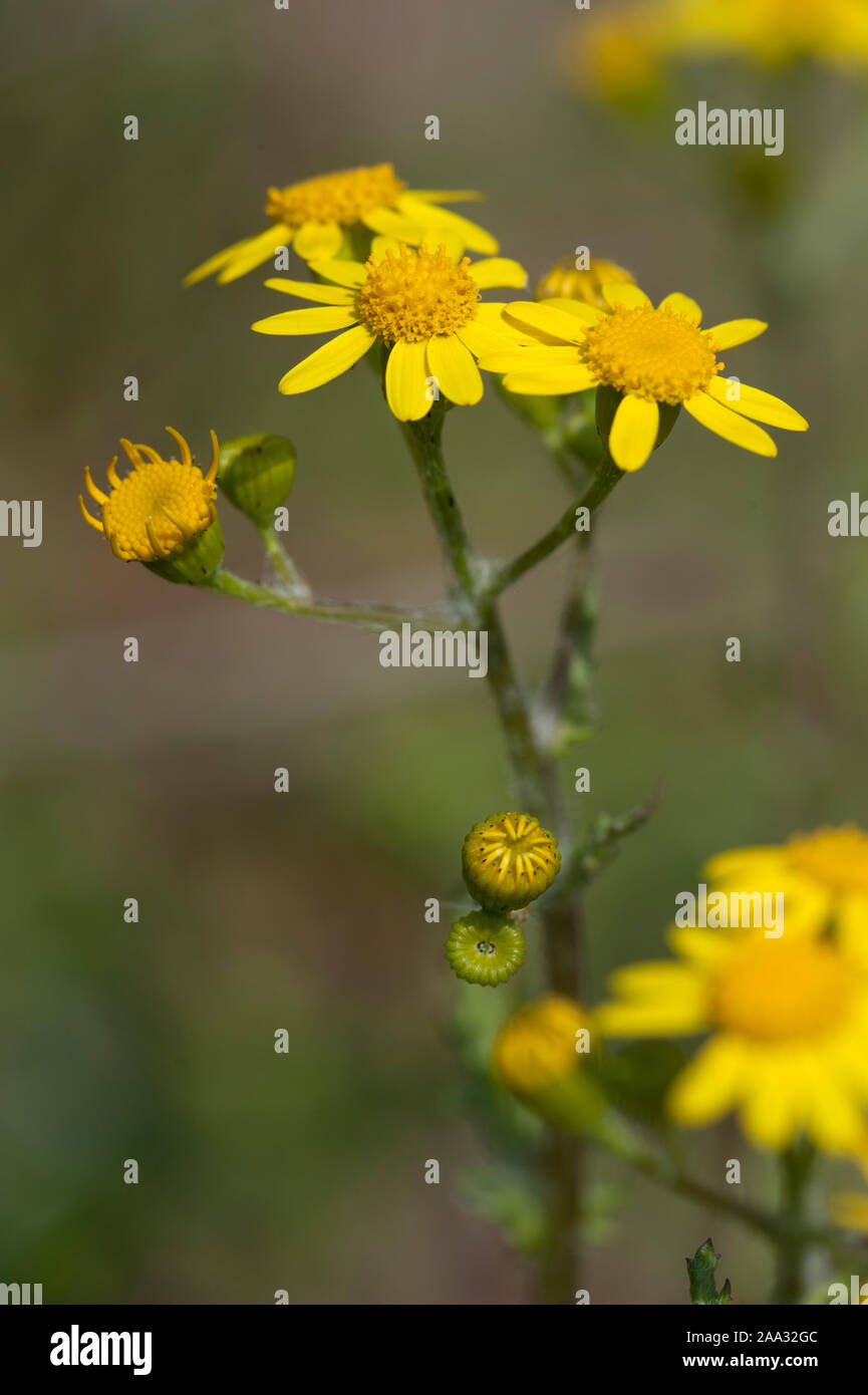 Senecio vernalis,Fruehlings-Greiskraut,Senecio vernalis Stock Photo