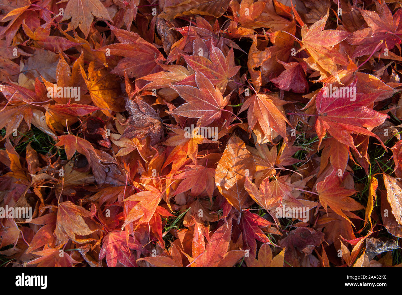 Red frozen leaves lying on the ground in a garden on a freezing November morning near the River Thames, England. Stock Photo