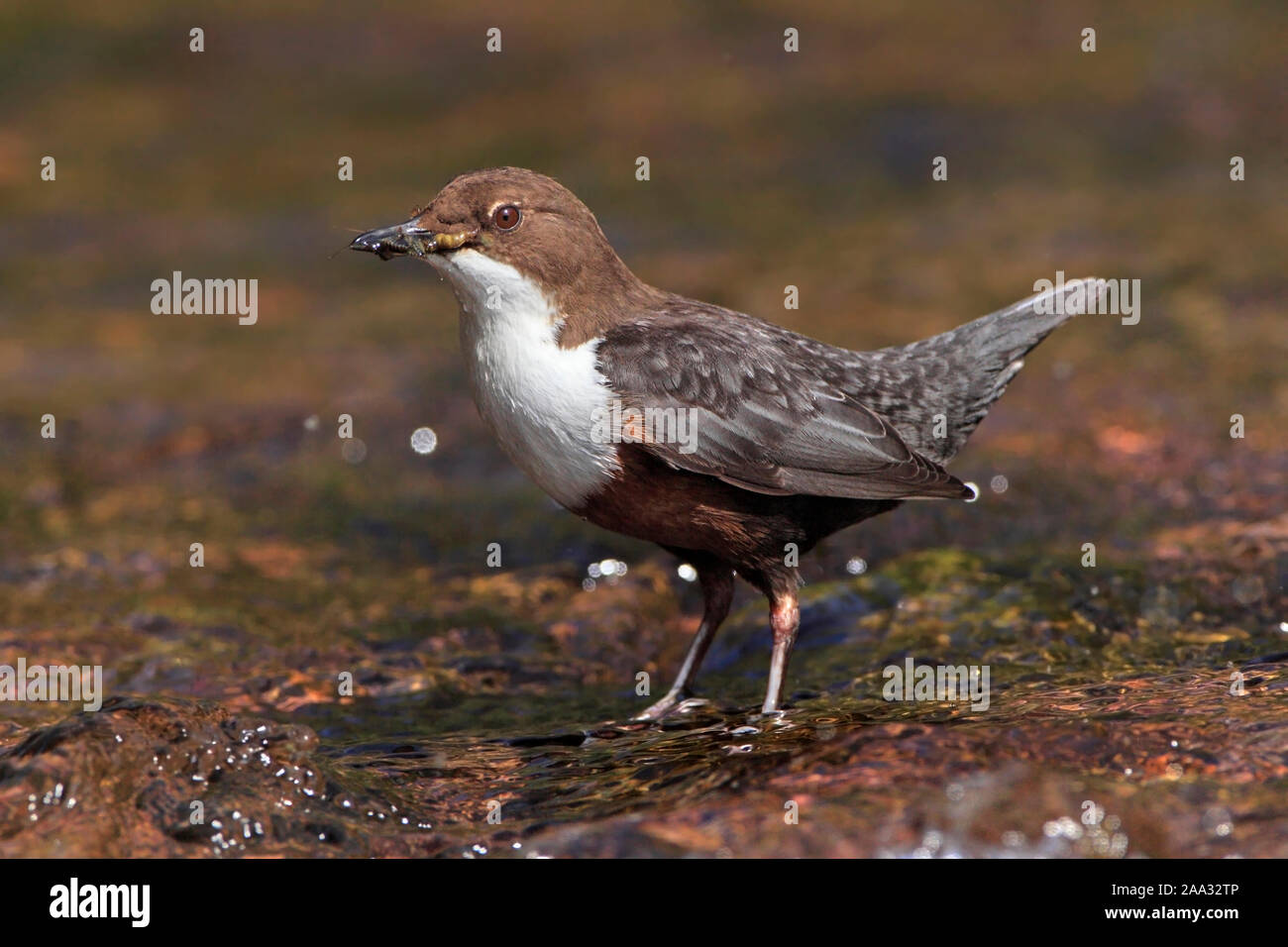 DIPPER (Cinclus cinclus) standing in a shallow river, Scotland, UK. Stock Photo