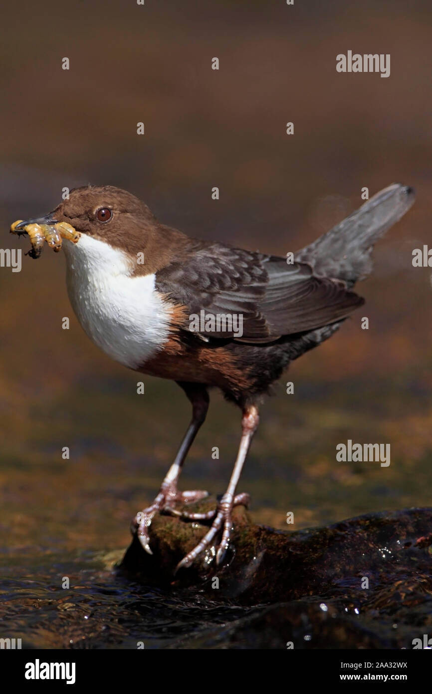 Dipper bird hi-res stock photography and images - Alamy