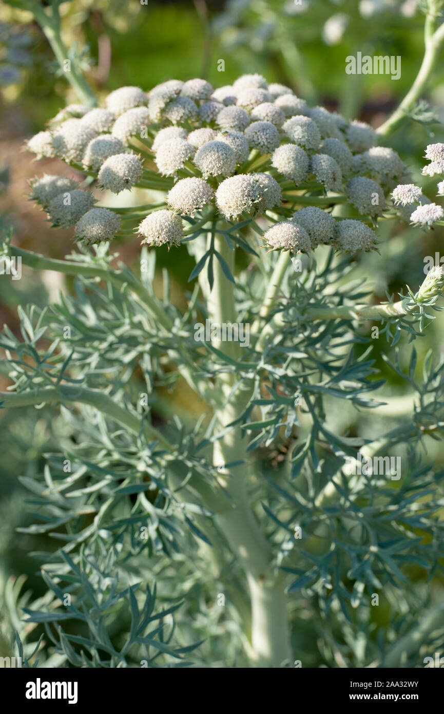 Seseli Gummiferum hi-res stock photography and images - Alamy