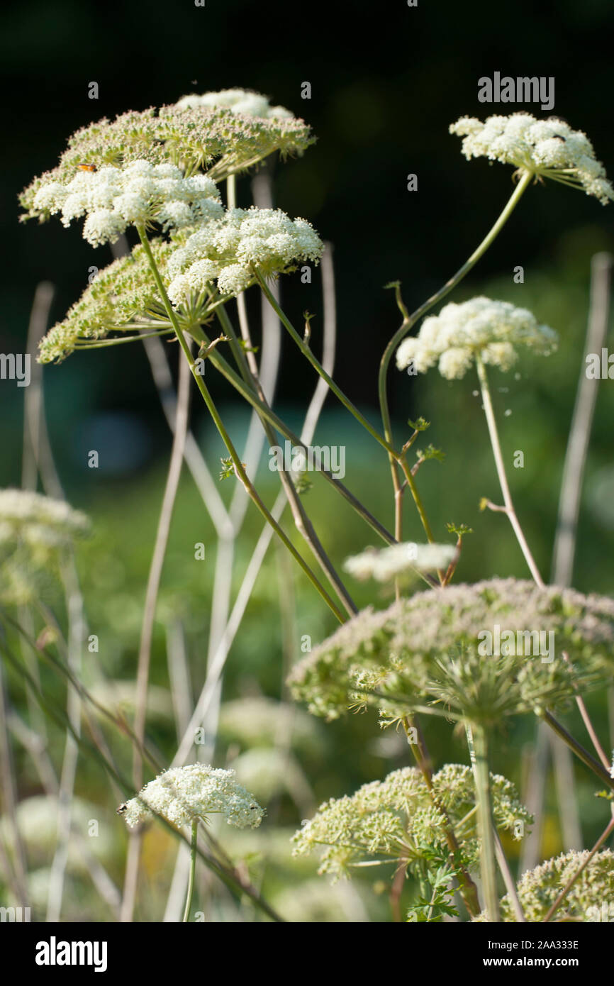 Seseli libanotis,Heilwurz,Mooncarrot Stock Photo