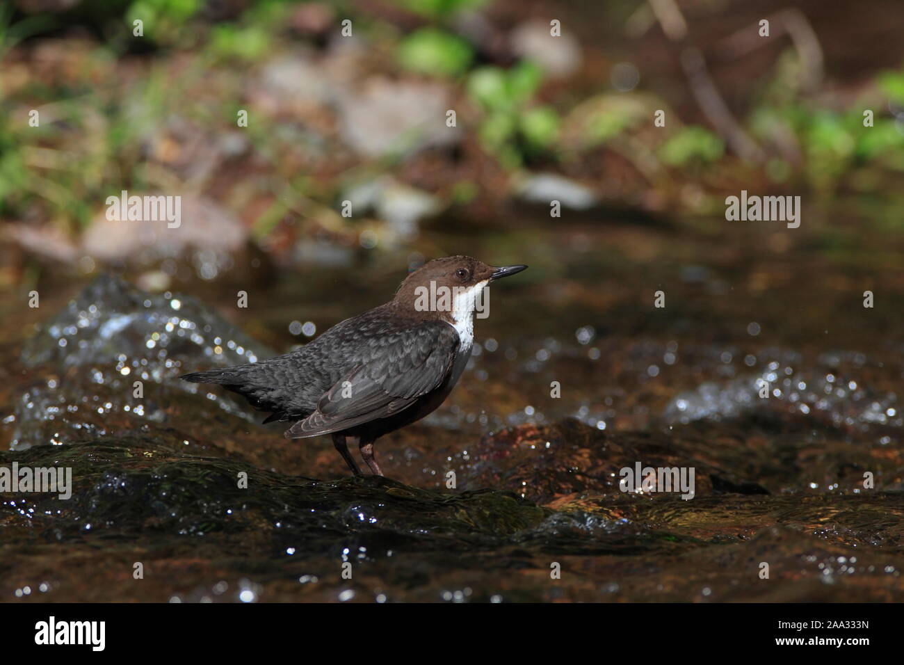 DIPPER, UK. Stock Photo