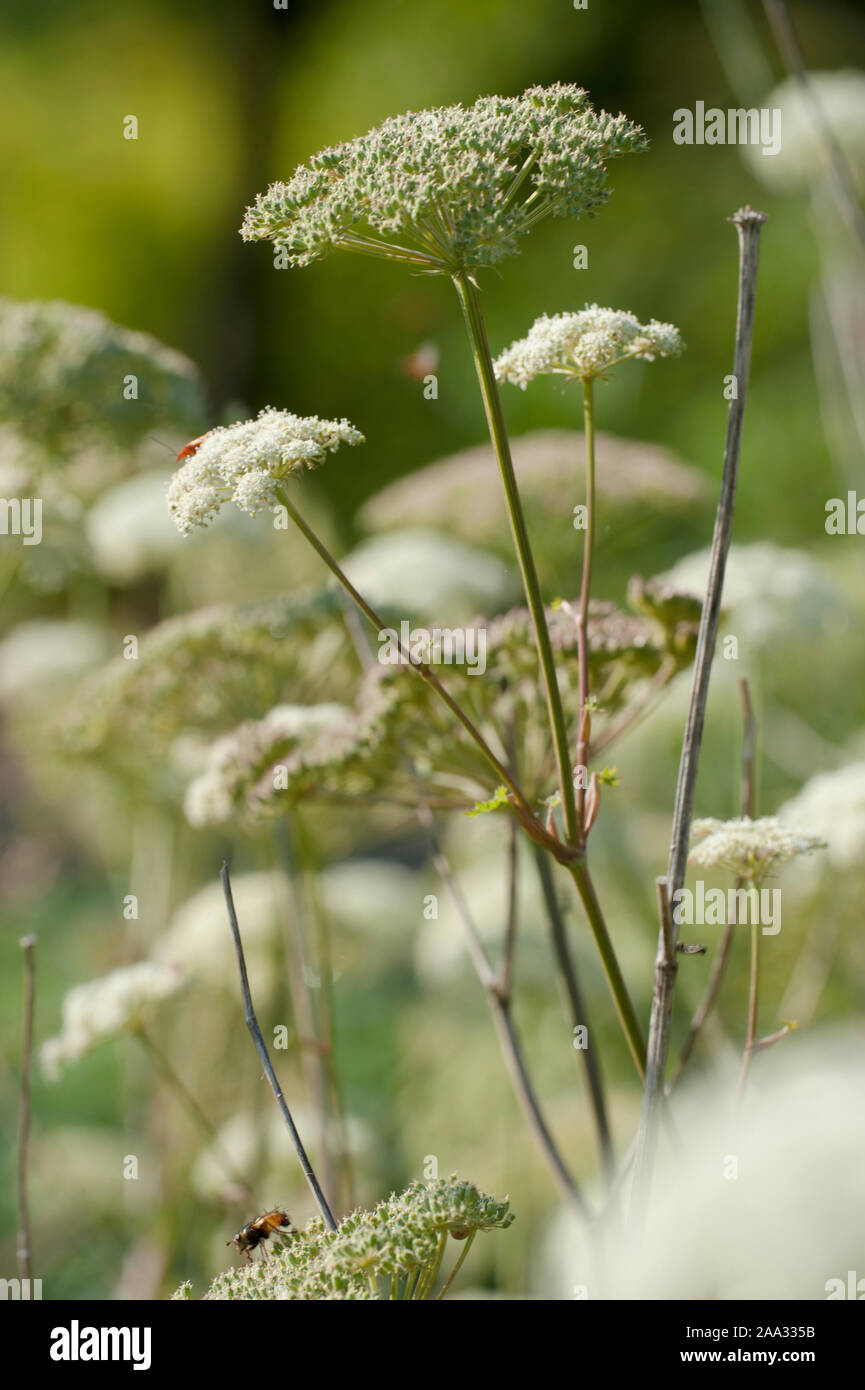 Seseli libanotis,Heilwurz,Mooncarrot Stock Photo