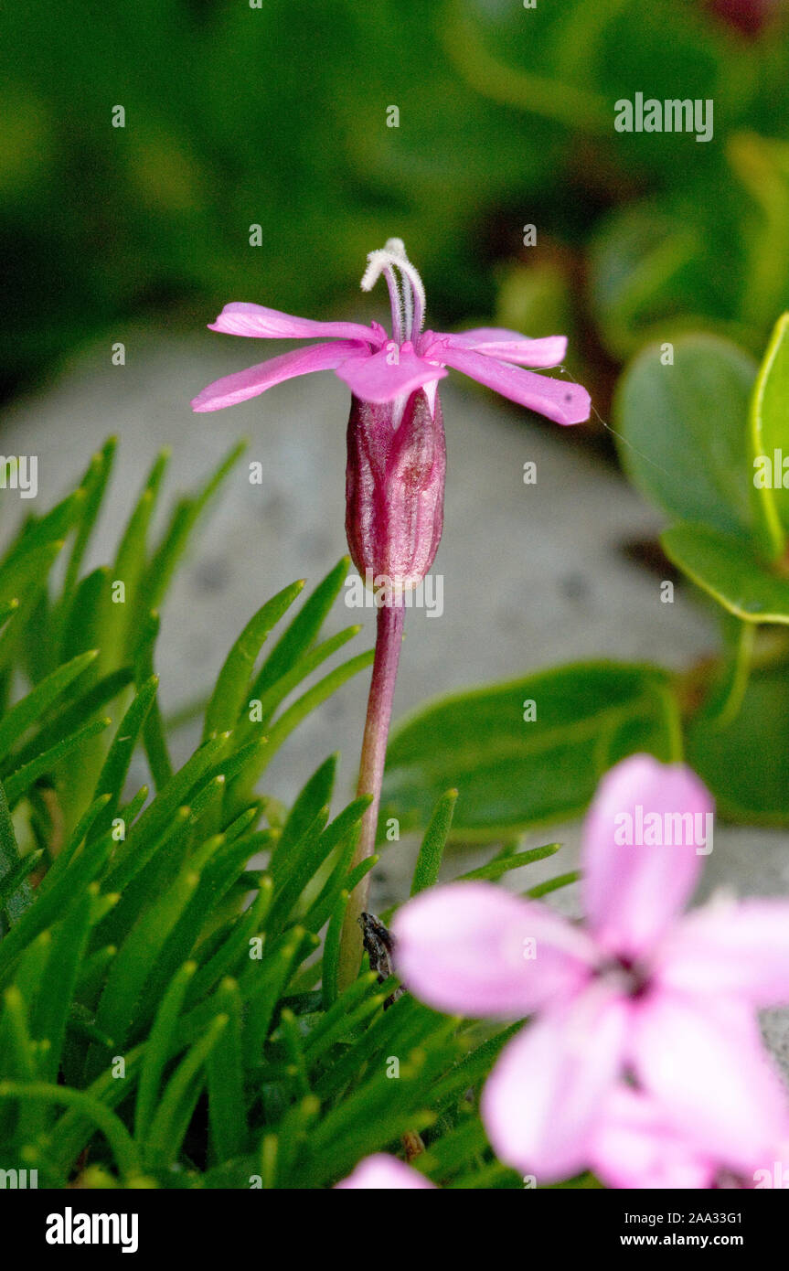 Silene acaulis,Stengelloses Leimkraut,Moss Campion Stock Photo