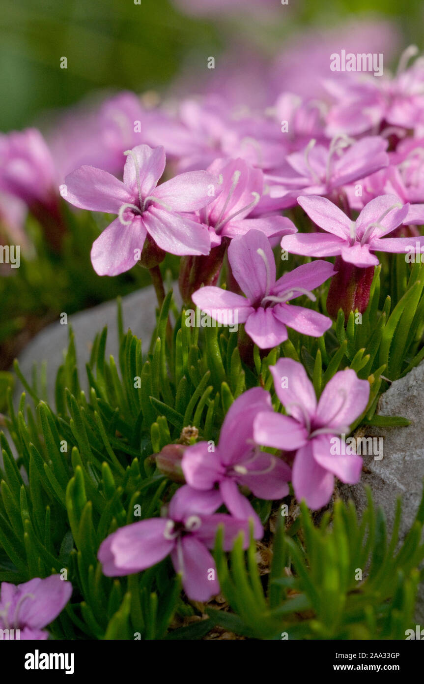 Silene acaulis,Stengelloses Leimkraut,Moss Campion Stock Photo