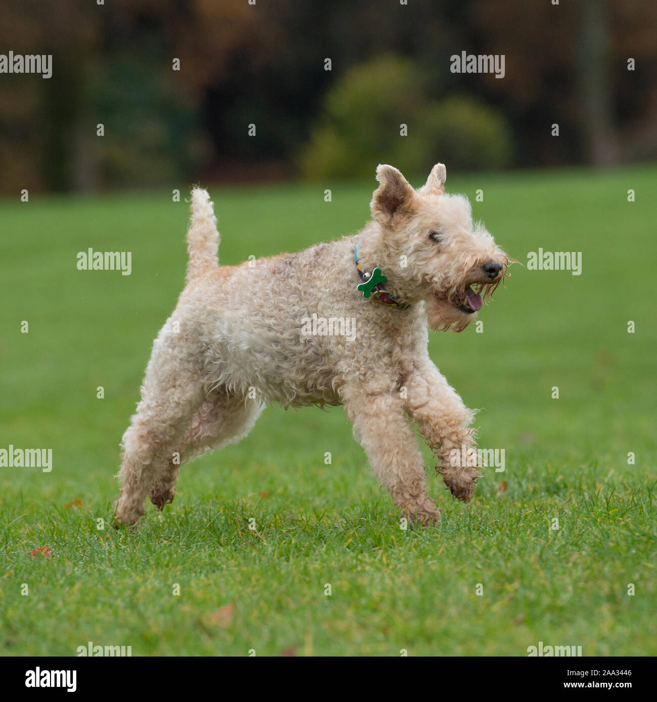 wirehaired fox terrier Stock Photo