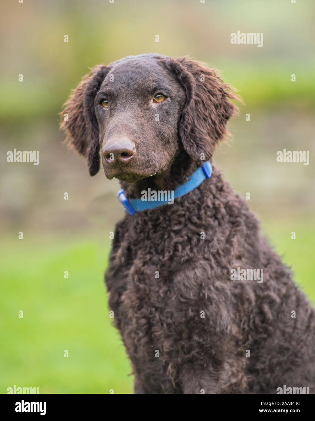 Curly Coated Retriever Puppy Stock Photo Alamy