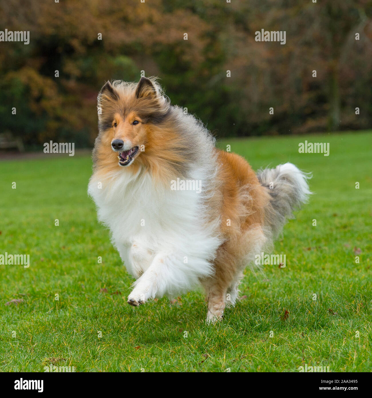 Lassie Dog Images – Browse 174 Stock Photos, Vectors, and Video