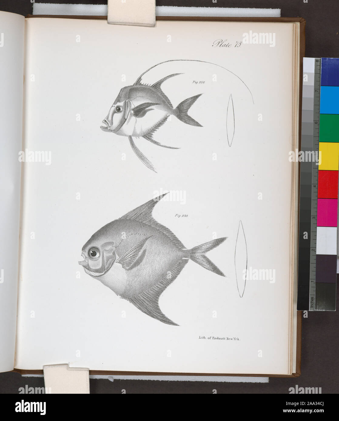 238. The Rostrated Argyreiose (Argyreiosus vomer). 239. The Long-finned Harvest-fish (Rhombus longipinnis).; 238. The Rostrated Argyreiose (Argyreiosus vomer). 239. The Long-finned Harvest-fish (Rhombus longipinnis). Stock Photo
