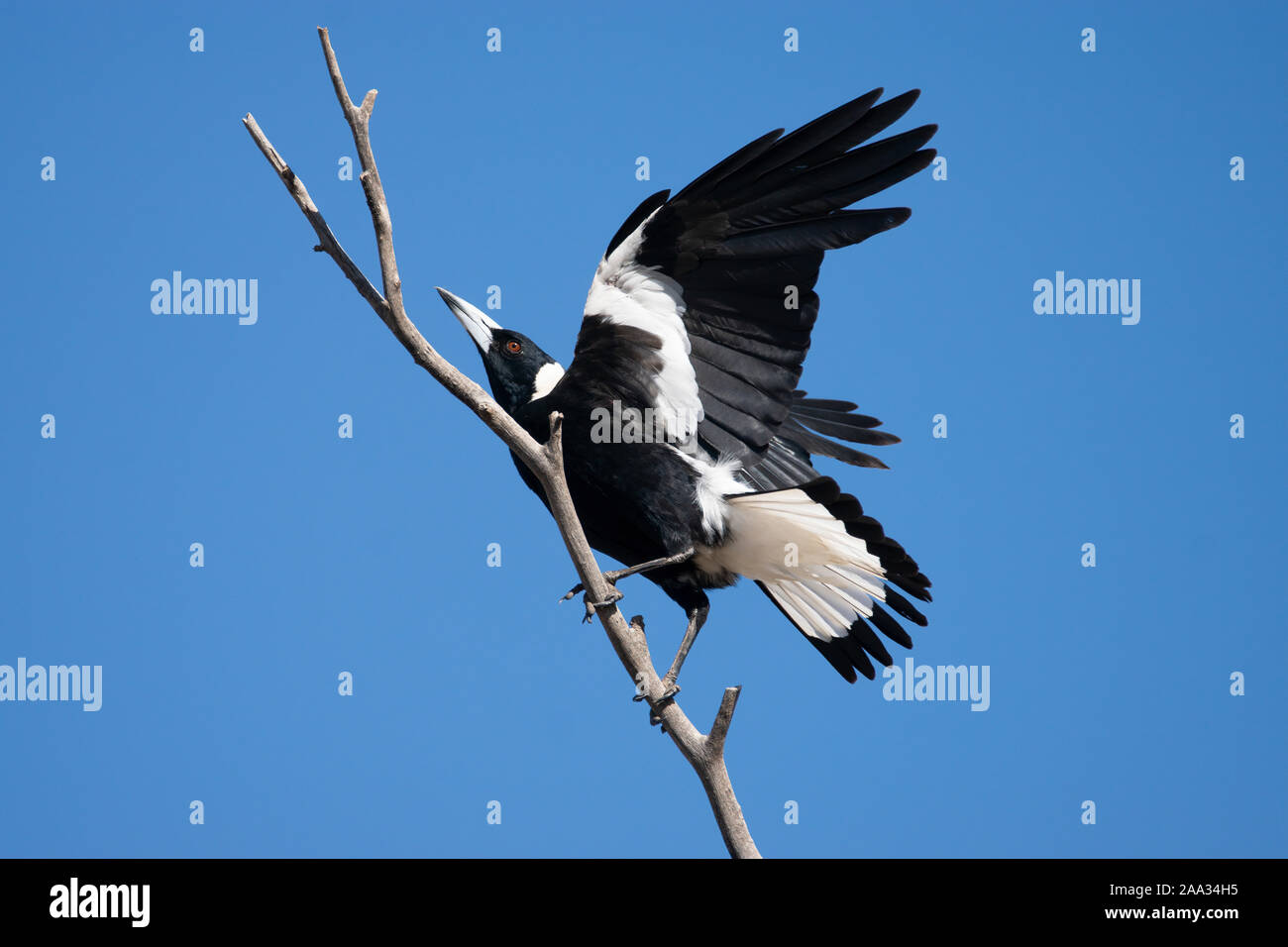 An Australian Magpie perched on a dead branch against a clear blue sky Stock Photo