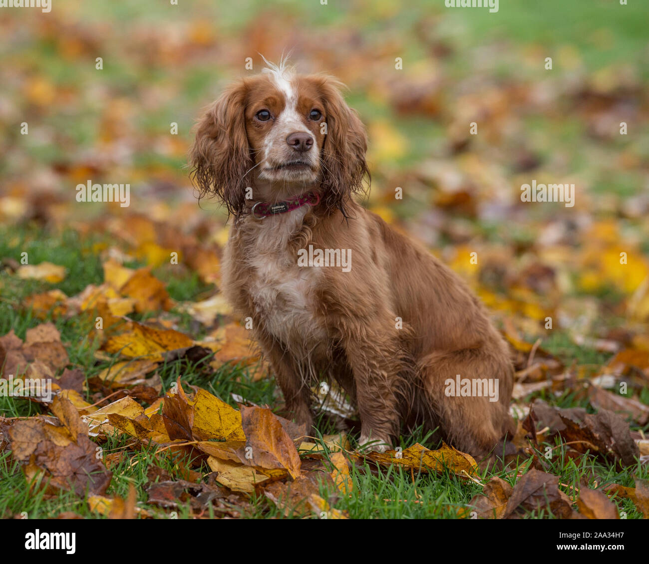 working cocker spaniel dog Stock Photo Alamy