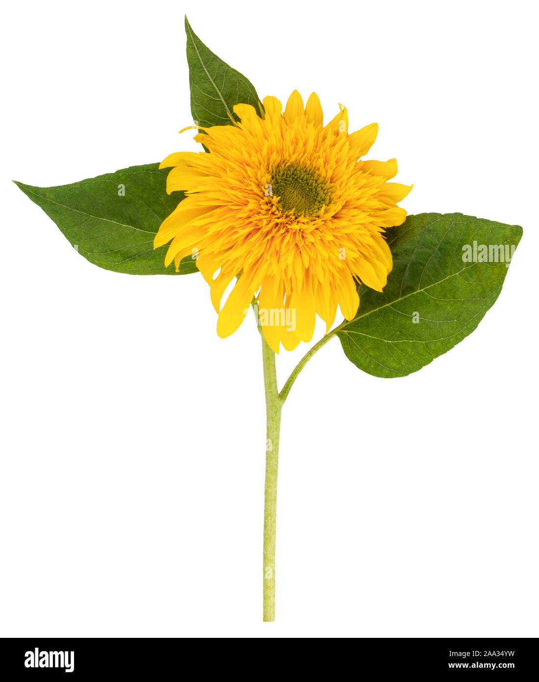 Flower of sunflower isolated on white background Stock Photo - Alamy