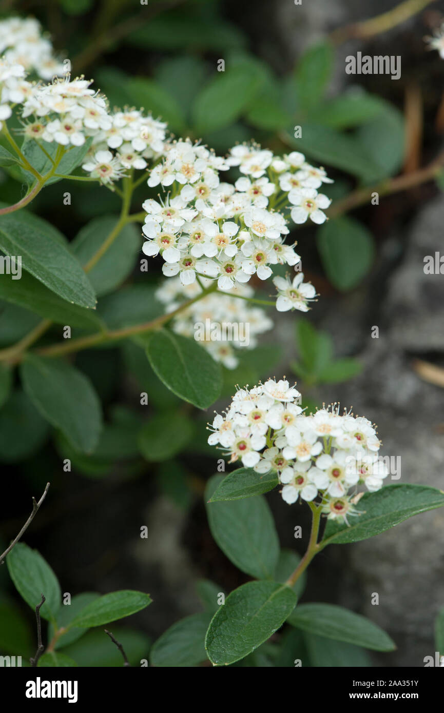 Spiraea decumbens ssp tomentosa,Zwergspiere,spirea Stock Photo