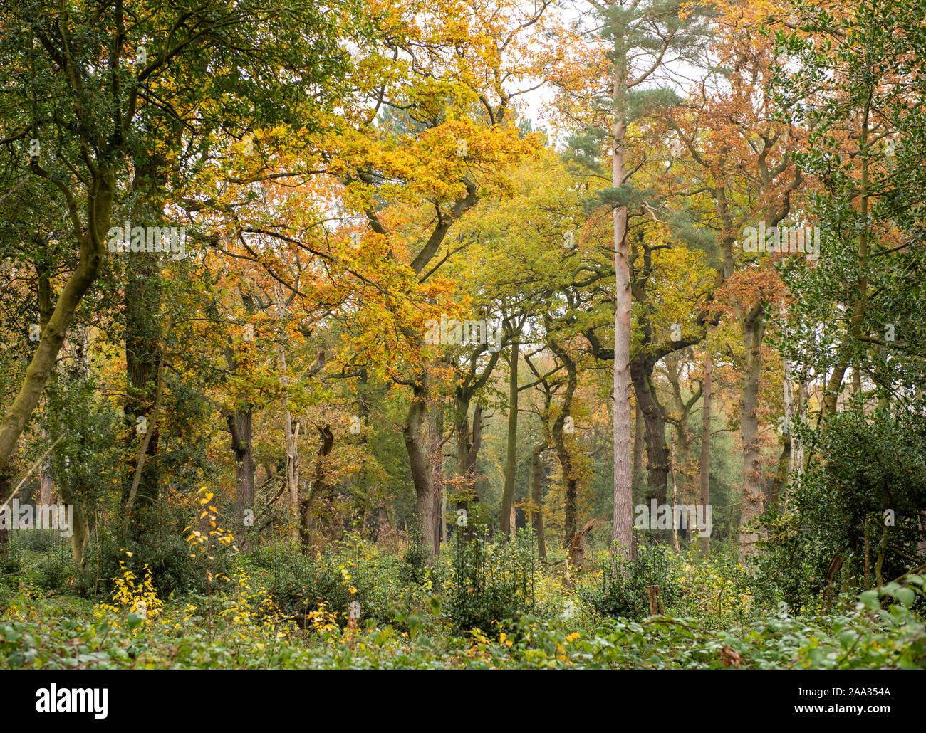Autumn in Sutton Park, Sutton Coldfield Birmingham West Midlands