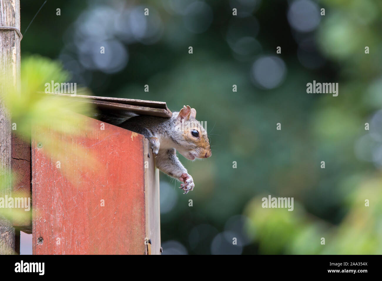Side view close up of humorous, funny UK grey squirrel (Sciurus carolinensis) isolated outdoors coming out of a garden squirrel feeder box. Stock Photo