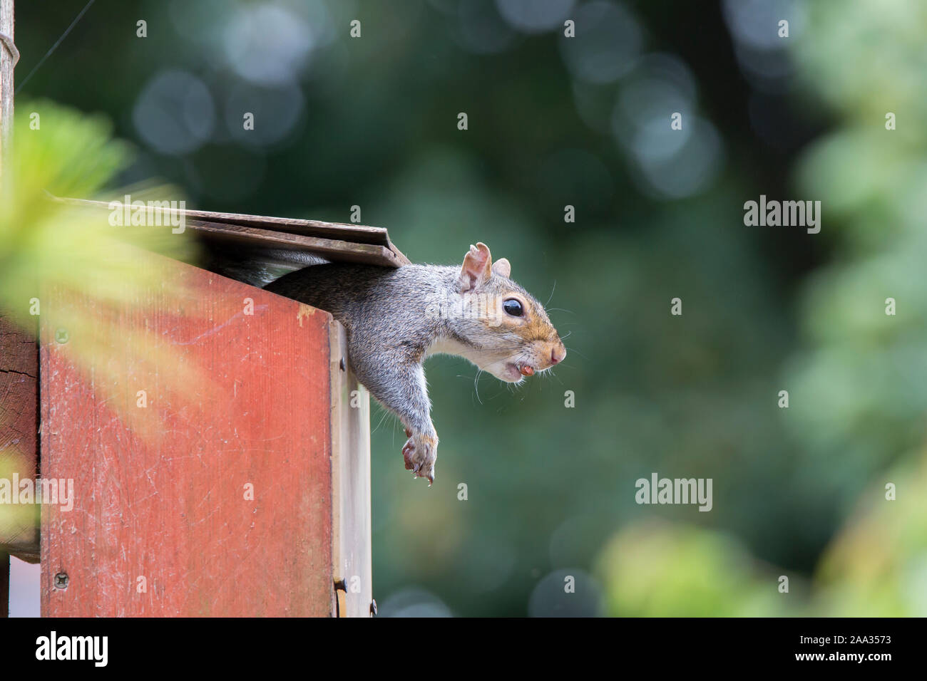 Squirrel Feeder Stock Photos Squirrel Feeder Stock Images Alamy