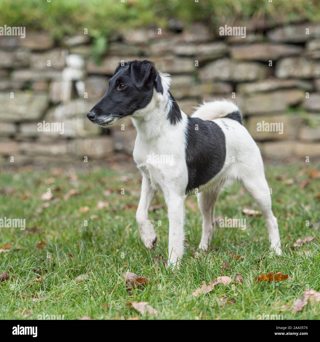 fox terrier smooth Stock Photo - Alamy fox terrier smooth Stock Photo - Alamy