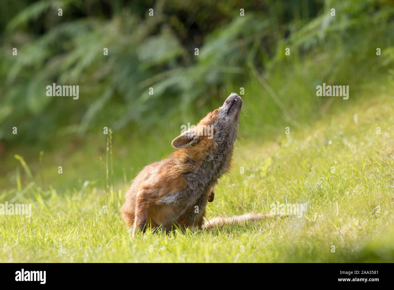 Detailed front view close up, young UK red fox (Vulpes vulpes) isolated in summer countryside, sitting in long grass having a scratch. Low angle view. Stock Photo