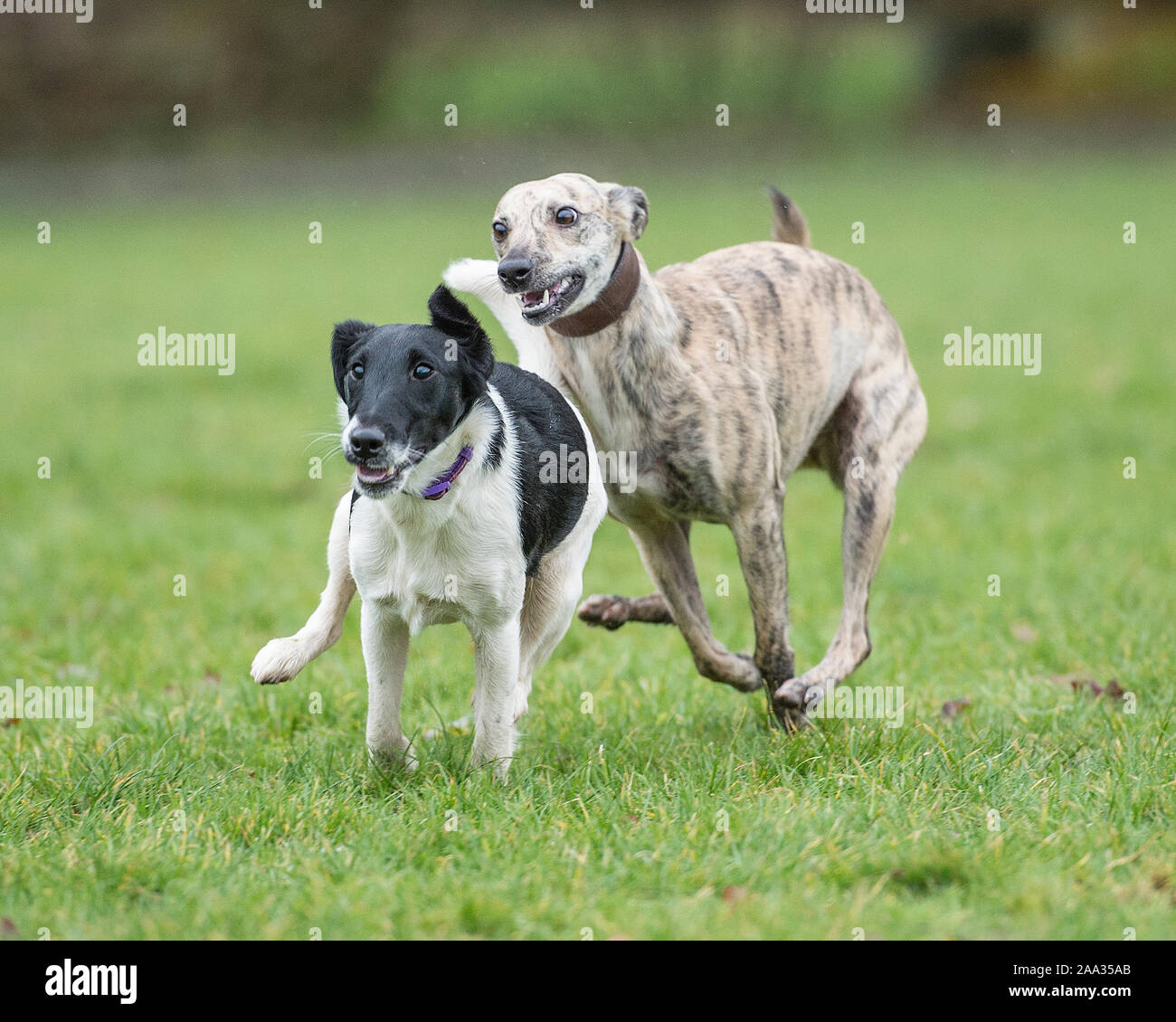 whippet and fox terrier playing Stock Photo