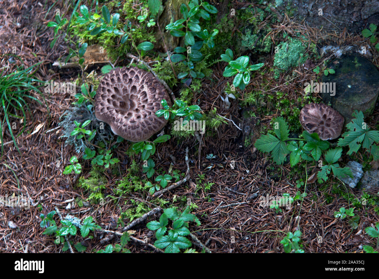 Sarcodon Imbricatus in the wild in the woods. Stock Photo