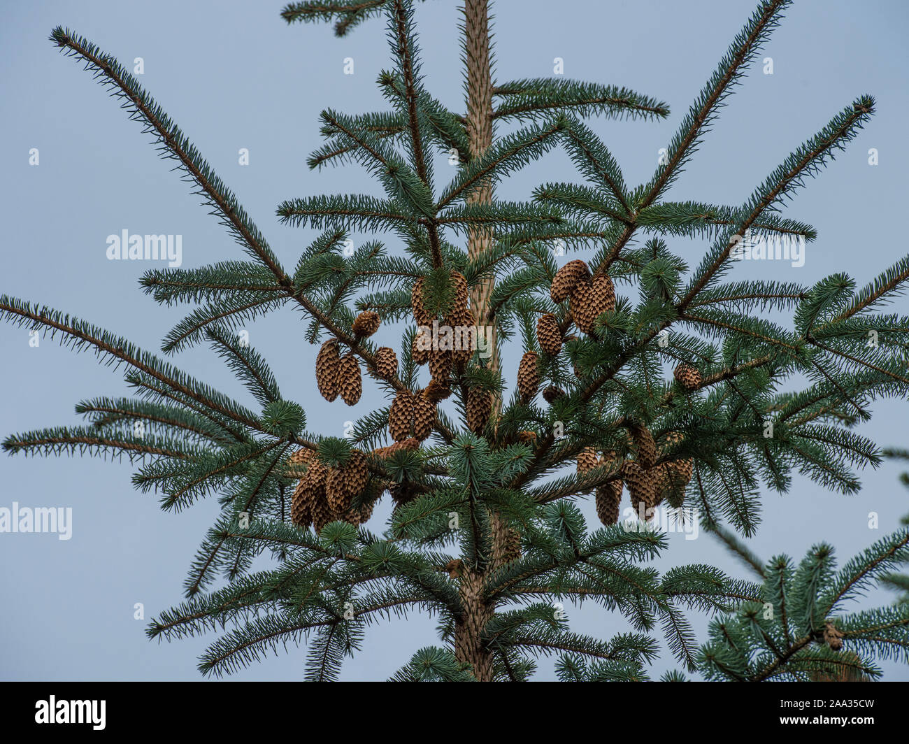 cones on spruce tree Stock Photo