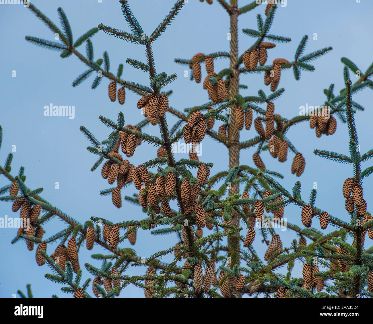 cones on spruce tree Stock Photo Alamy