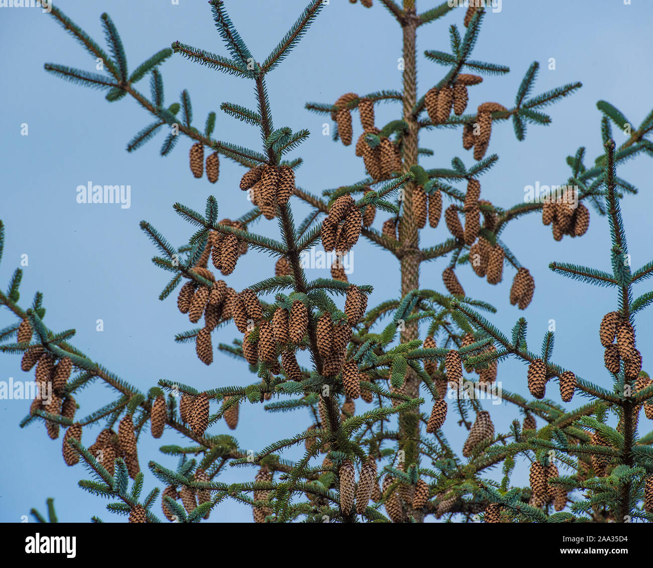 cones on spruce tree Stock Photo