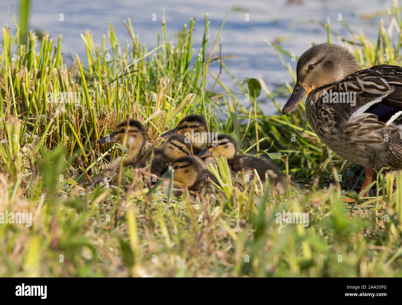 Close up of female UK mallard duck (Anas platyrhynchos) on riverbank in summer sunshine, watching over family of newborn baby ducklings, fluffy chicks. Stock Photo