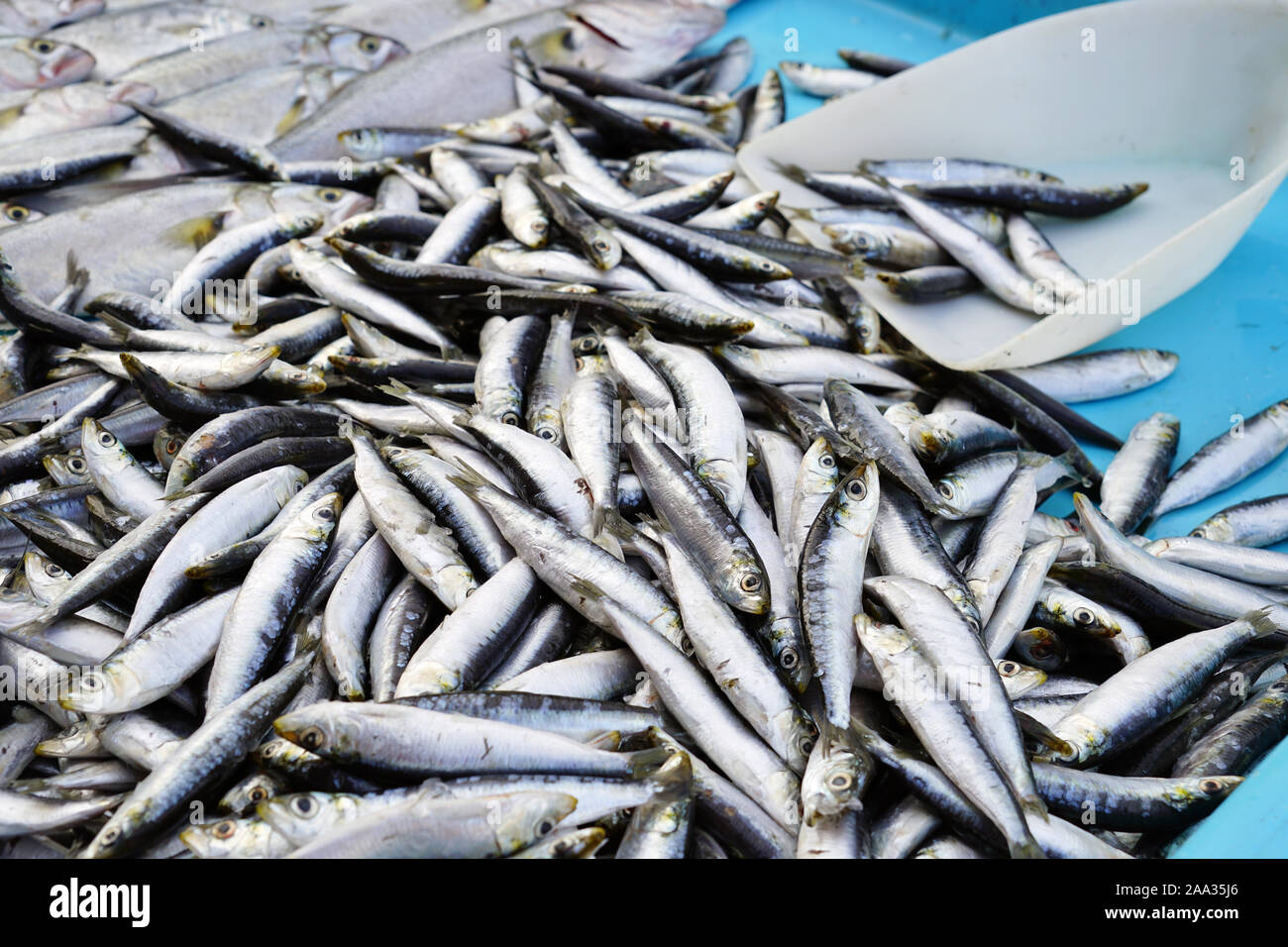 Fresh sardines for sale at a fish market in Marseille, France Stock