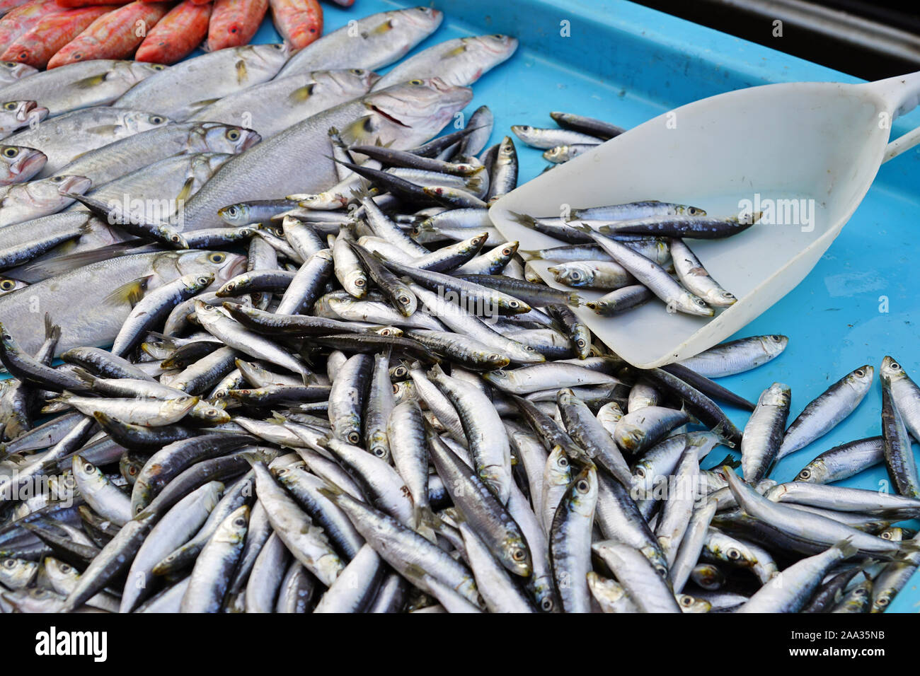 Fresh sardines for sale at a fish market in Marseille, France Stock