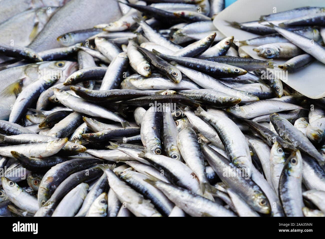 Fresh sardines for sale at a fish market in Marseille, France Stock
