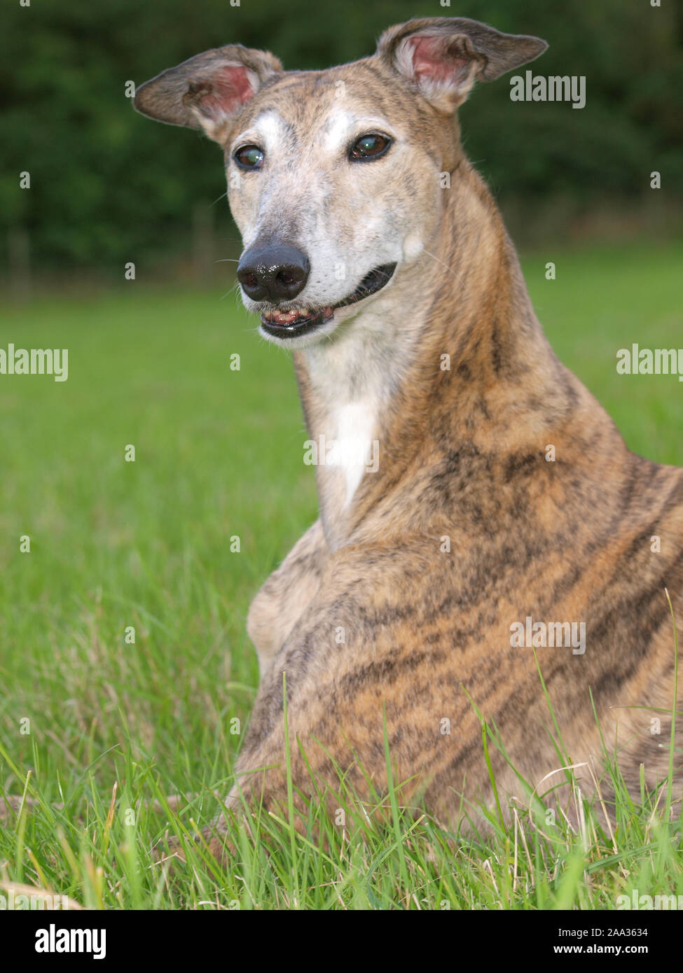A beautiful greyhound lays down in a meadow Stock Photo Alamy