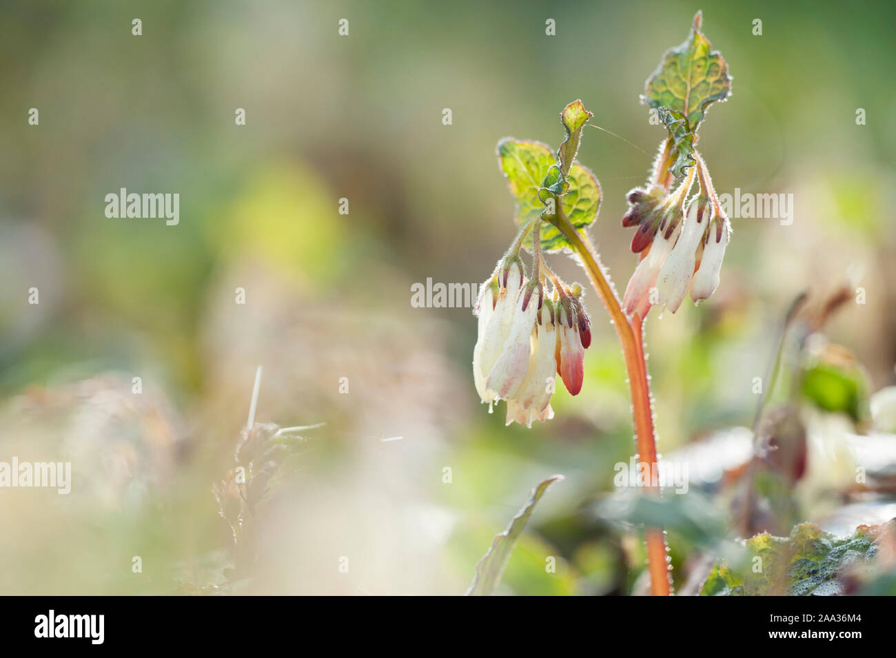 Symphytum ibericum,Kriechender Beinwell,Creeping Comfrey Stock Photo