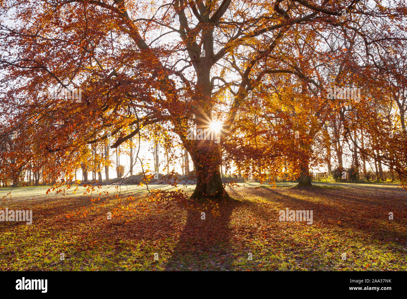 Barton-upon-Humber, North Lincolnshire, UK. 19th November 2019. UK Weather: Beech trees in Baysgarth Park on a frosty Autumn morning in November. Credit: LEE BEEL/Alamy Live News. Stock Photo