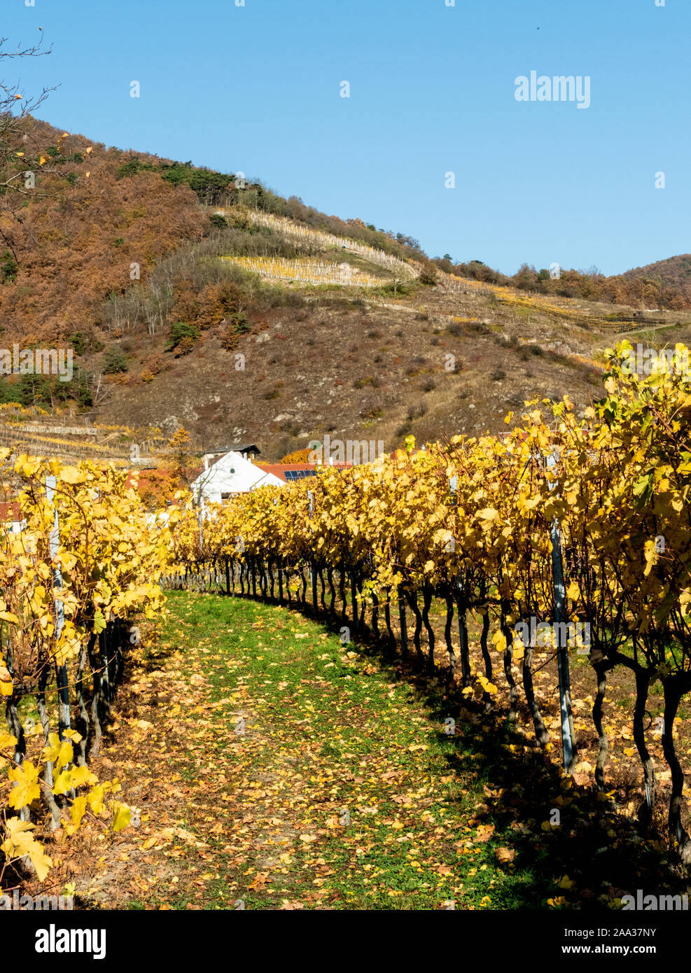 A vineyard in the Autumn leading to he hill overlooking Durnstein Town in Austria Stock Photo