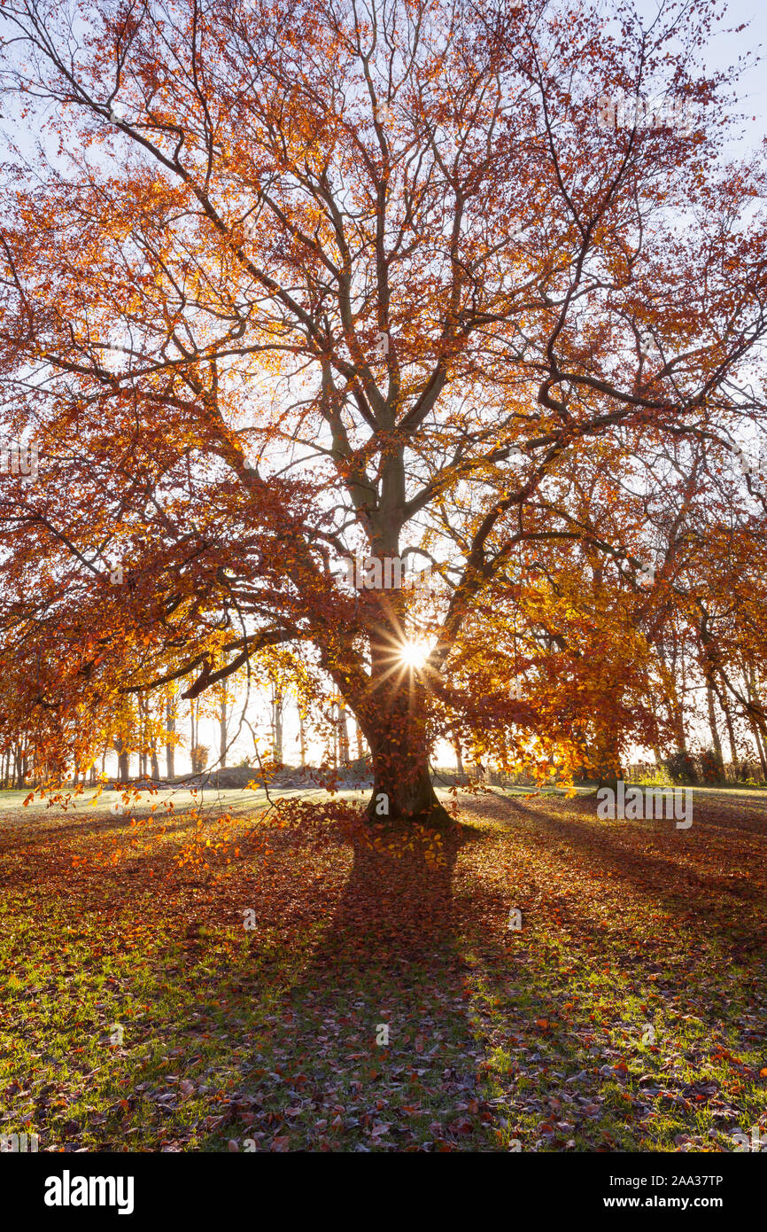 Barton-upon-Humber, North Lincolnshire, UK. 19th November 2019. UK Weather: Beech trees in Baysgarth Park on a frosty Autumn morning in November. Credit: LEE BEEL/Alamy Live News. Stock Photo