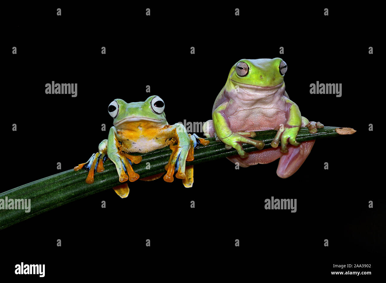 Flying frog and dumpy tree frog on a branch, Indonesia Stock Photo