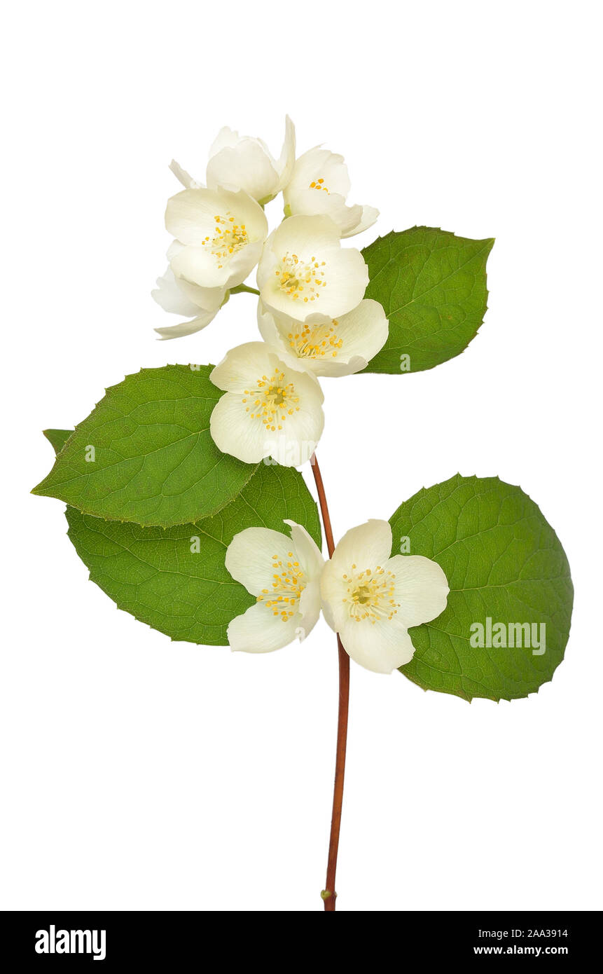 Jasmine flower isolated on a white background Stock Photo