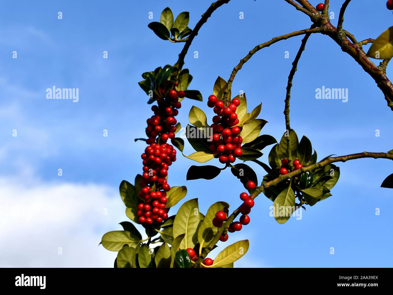 Red berries on the Rhamnus Alaternus tree. Stock Photo