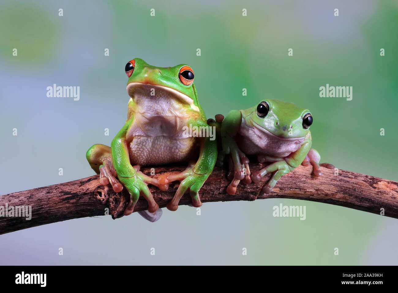Australian white tree frog and dumpy tree frog on a branch, Indonesia Stock Photo