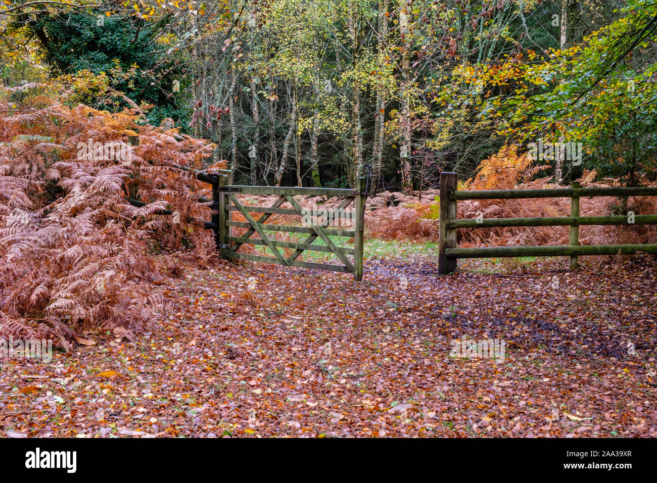 New Forest, Autumn Colours, Five-bar gate, Hampshire, England, UK. Stock Photo