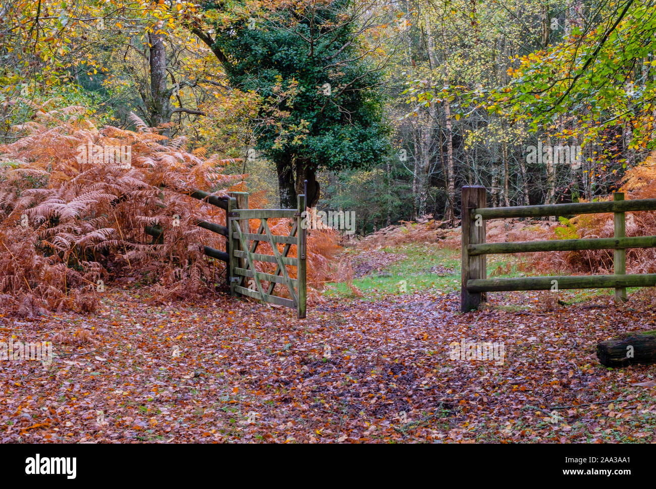 New Forest, Autumn Colours, Five-bar gate, Hampshire, England, UK. Stock Photo